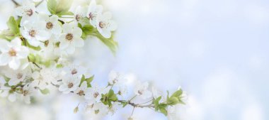 Bokeh arka plan ile bahar çiçek çiçeği çekim. Bahar 