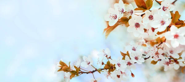 Frühlingsblume blühen Nahaufnahme mit Bokeh Hintergrund. Frühling — Stockfoto