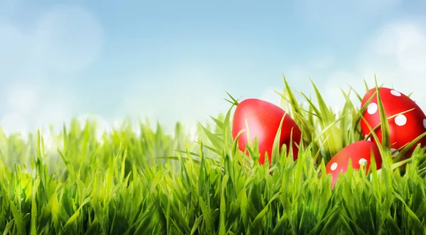 Huevos rojos de Pascua se esconden en hierba verde . —  Fotos de Stock