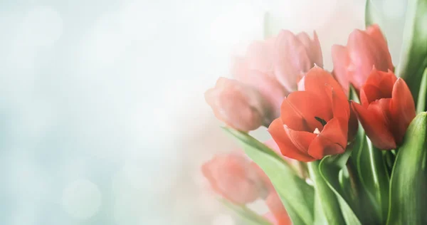 Gyönyörű tavaszi tulipán csokor kertben bokeh háttér. — Stock Fotó