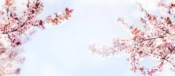 Άνοιξη λουλούδι ανθίζει κοντινό με bokeh φόντο. Άνοιξη — Φωτογραφία Αρχείου