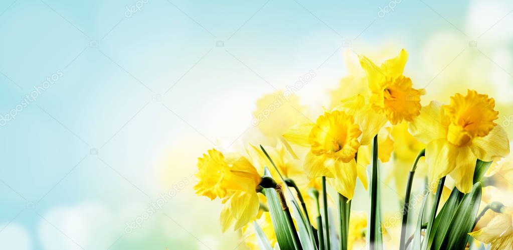 Closeup of beautiful spring daffodil bunch in garden with sunlig