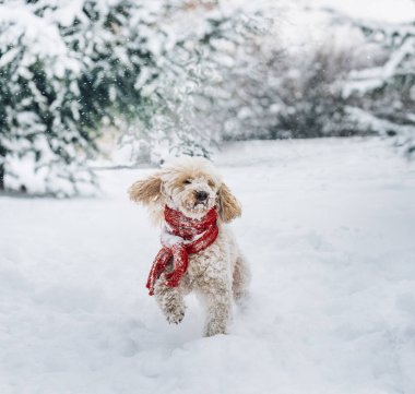 Karda oynayan kırmızı eşarp lı sevimli ve komik küçük köpek. Ha