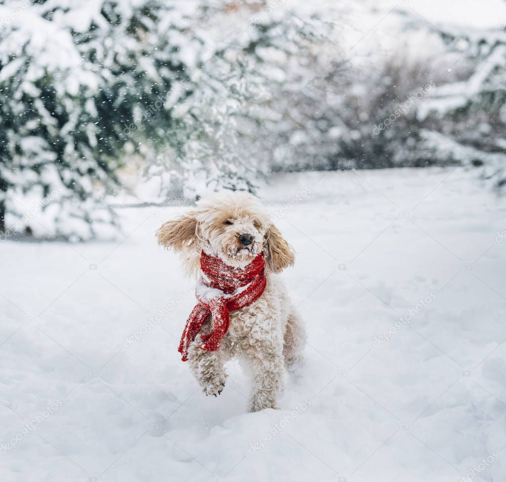 Cute and funny little dog with red scarf playing in the snow. Ha