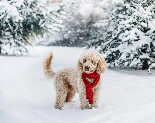 Leuke en grappige kleine hond met rode sjaal spelen in de sneeuw. Ha — Stockfoto