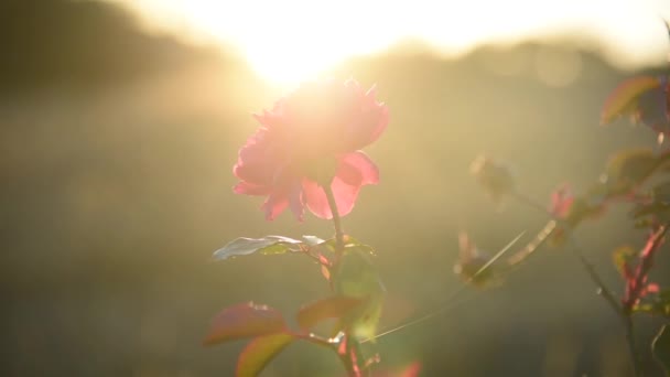 Linda Rosa Vermelha Jardim Pôr Sol Fechar Botão Flor Luz — Vídeo de Stock