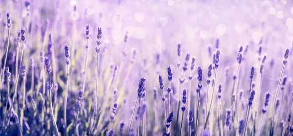 Lila Lavendelblüte Auf Dem Feld Sommer Szenische Landschaft Banner Design — Stockfoto