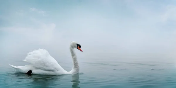 Suda Yüzen Güzel Beyaz Kuğu Vahşi Kuş Nehir Sisi Ile — Stok fotoğraf
