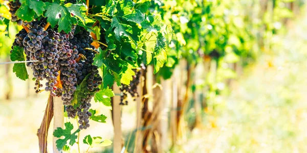 Gros Plan Raisin Bleu Dans Vignoble Ensoleillé Domaine Viticole Vigne — Photo