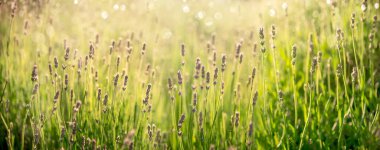 Mor lavanta çiçeği tarlada. Yaz manzaralı pankart tasarımı. Bokeh ve güneş ışığı panoramik arkaplan ile mor lavanta.