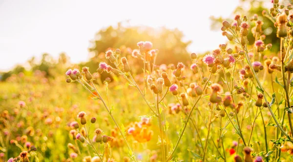 Wilde Bloem Veld Achtergrond Zomer Botanische Scène Pastel Behang Ontwerp — Stockfoto