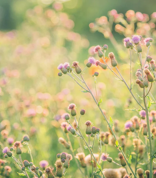 Divoké Květinové Pole Pozadí Létě Botanická Scéna Pastelové Tapety Design — Stock fotografie