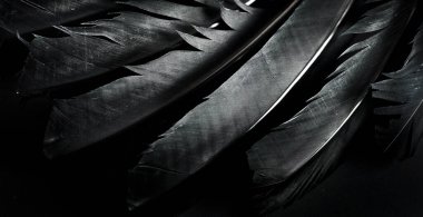 Cadılar Bayramı arka planında koyu grunge arkaplanda siyah kuzgun tüyleri var. Telif uzayı olan korkunç gotik tasarım. Kuş kanadı dokusuna yakın çekim.