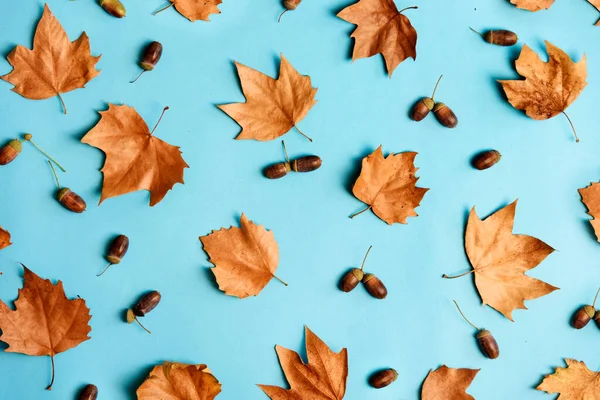 秋天的叶子 有橡子的构图图案 上面是淡蓝色的背景 彩色桌上的枫叶质感 季节性设计与流行艺术之间的最低感恩与神圣 — 图库照片