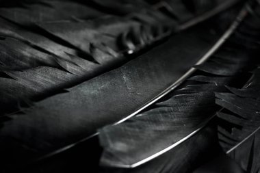 Cadılar Bayramı arka planında koyu grunge arkaplanda siyah kuzgun tüyleri var. Telif uzayı olan korkunç gotik tasarım. Kuş kanadı dokusuna yakın çekim.