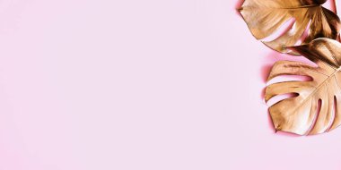 Parlak pastel arka planda altın canavar yaprağı. Minimum düz dizayn. Moda düzeni için tropik altın yeşillik. Lüks moda konsepti.