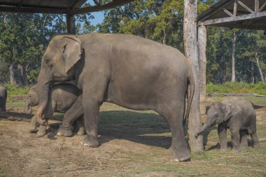 Filler Chitwan Milli Parkı'nda Nepal.