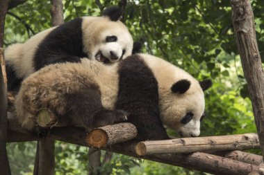 bir rezerv Chengdu Panda yaşıyoruz. Çin