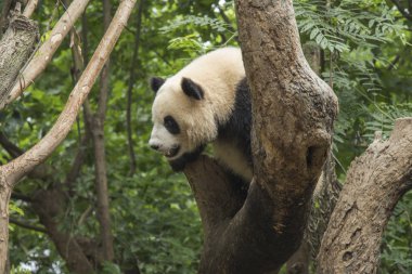 bir rezerv Chengdu Panda yaşıyoruz. Çin