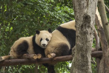 bir rezerv Chengdu Panda yaşıyoruz. Çin