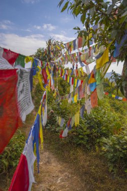 Birçok renkli sallanan dua bayrakları ağaçlar arasında askıya