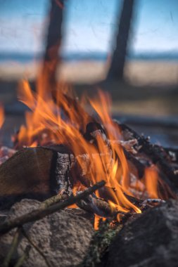Deniz kenarında bir ormandaki bir kamp içinde bir şenlik ateşi yakar.