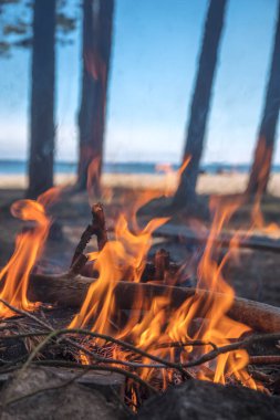 Deniz kenarında bir ormandaki bir kamp içinde bir şenlik ateşi yakar.