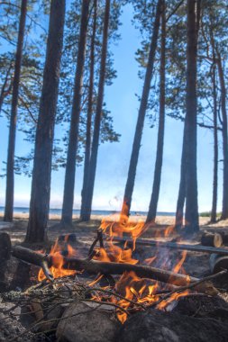 Deniz kenarında bir ormandaki bir kamp içinde bir şenlik ateşi yakar.
