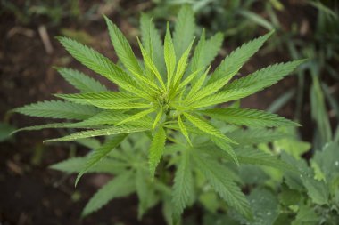 Estonya 'da endüstriyel kenevir tarlaları. Avrupa