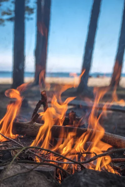 Deniz kenarında bir ormandaki bir kamp içinde bir şenlik ateşi yakar.