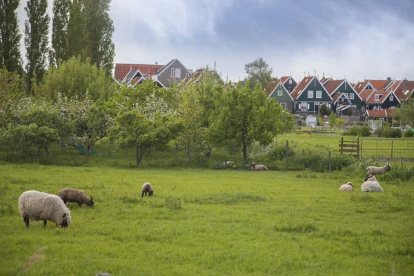 Tradiční Domy Holandsku Volendam Nizozemsko — Stock fotografie