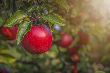 bir elma bir ağaçta yetişir