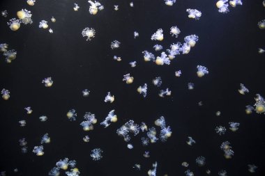 parlak denizanası koyu deniz su içerisinde yüzen