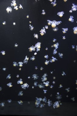 parlak denizanası koyu deniz su içerisinde yüzen