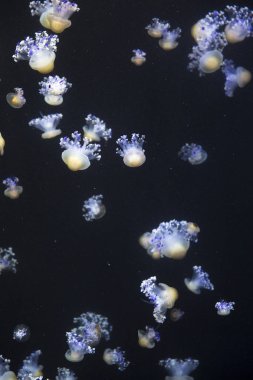 parlak denizanası koyu deniz su içerisinde yüzen