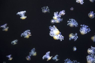 parlak denizanası koyu deniz su içerisinde yüzen