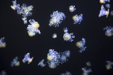 parlak denizanası koyu deniz su içerisinde yüzen