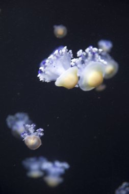 parlak denizanası koyu deniz su içerisinde yüzen