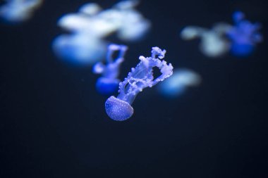 parlak denizanası koyu deniz su içerisinde yüzen