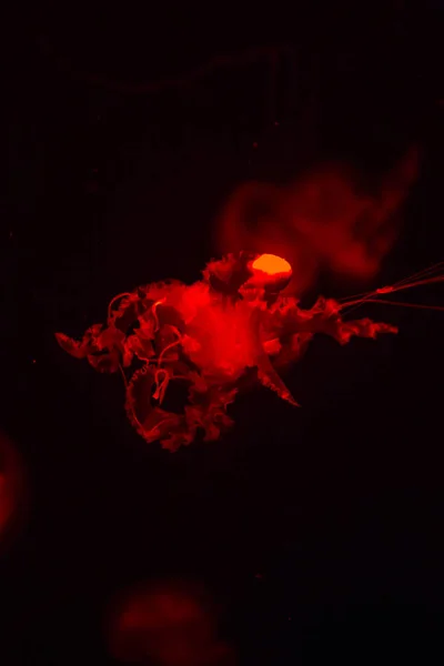 Medusas Brillantes Flotando Agua Oscura Del Mar — Foto de Stock