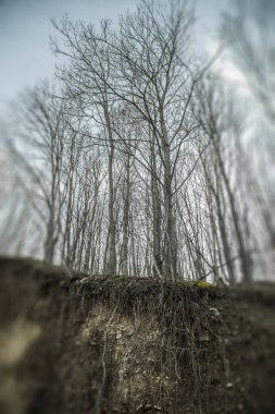 Geç sonbaharda. Yaprakları olmadan orman ağaçlarında.