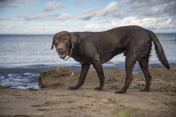 Labrador looks at the sea and waves