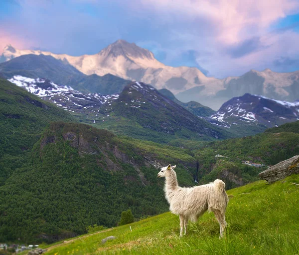 Des Lamas Dans Les Montagnes Spots Pittoresques Dans Nature — Photo