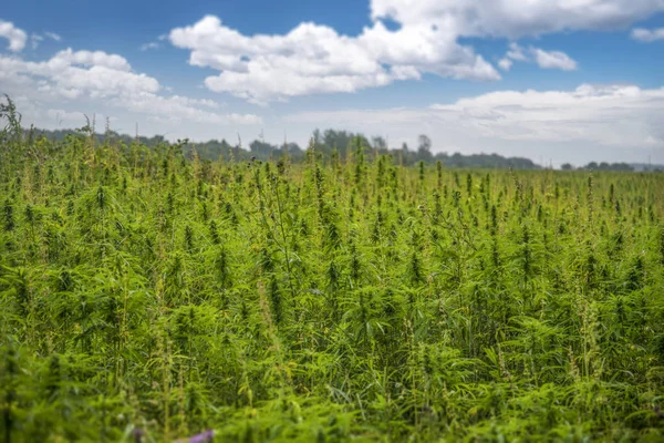 Estonya 'da endüstriyel kenevir tarlaları. Avrupa