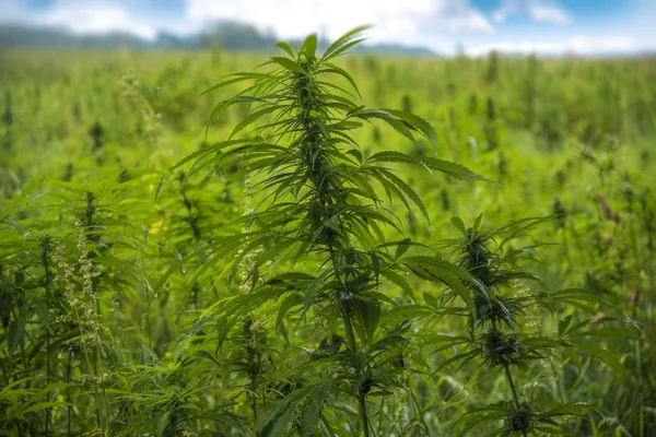 Estonya 'da endüstriyel kenevir tarlaları. Avrupa