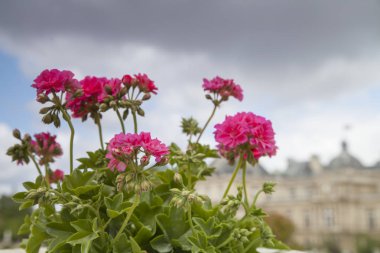 Lüksemburg Bahçeleri - Paris'in Sarayı ve Parkı topluluğu. Eski Saray Kraliyet, şimdi Ulusal Parkı
