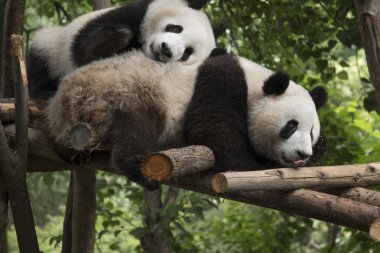 Panda ormanda oturur ve bambu yiyor