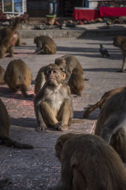 Peştupatinath Tapınağındaki Maymunlar, Katmandu, Nepal.