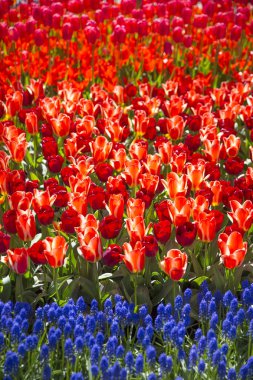 pembe, kırmızı veya turuncu Lale alan bahar sırasında Kuzey Hollanda'da