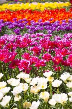 pembe, kırmızı veya turuncu Lale alan bahar sırasında Kuzey Hollanda'da